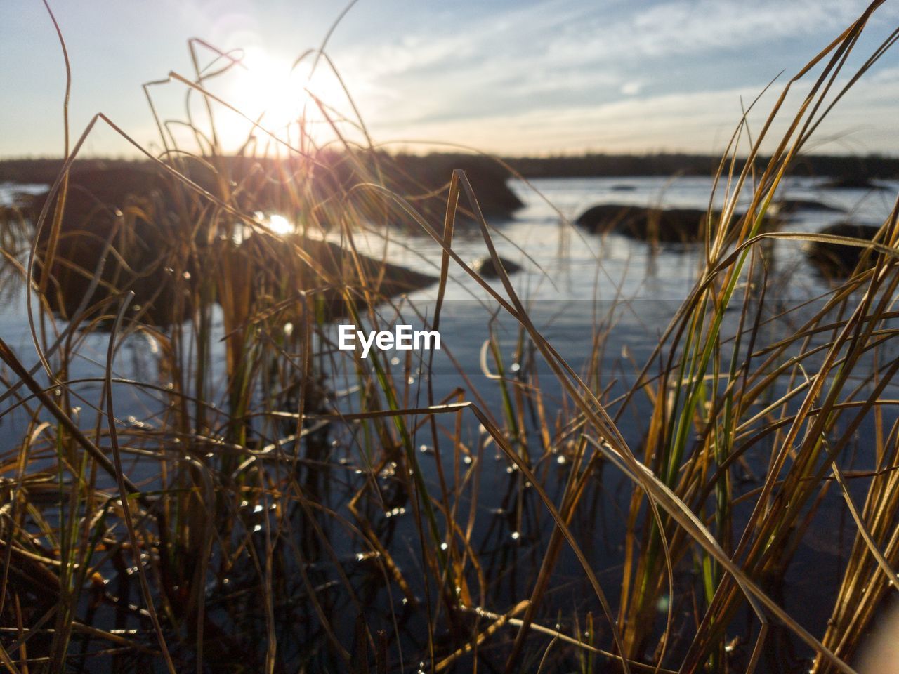 CLOSE-UP OF REED GRASS AT LAKESHORE AGAINST SUNSET SKY