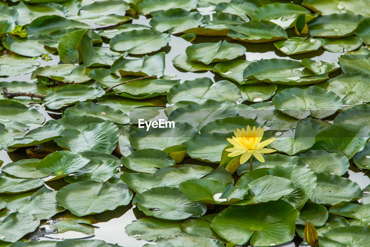 CLOSE-UP OF YELLOW FLOWERING PLANT LEAVES ON WHITE ROSE