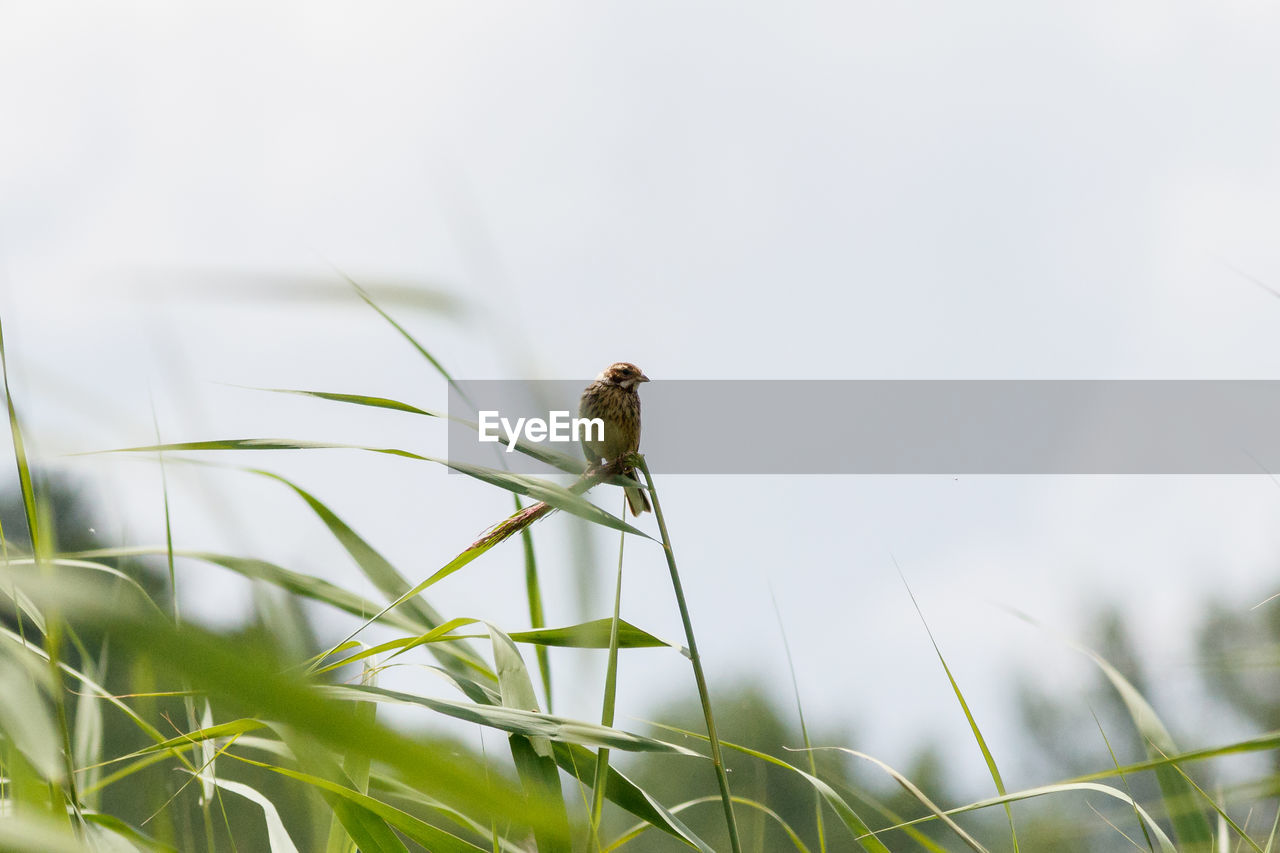 CLOSE-UP OF BIRD PERCHING ON PLANT