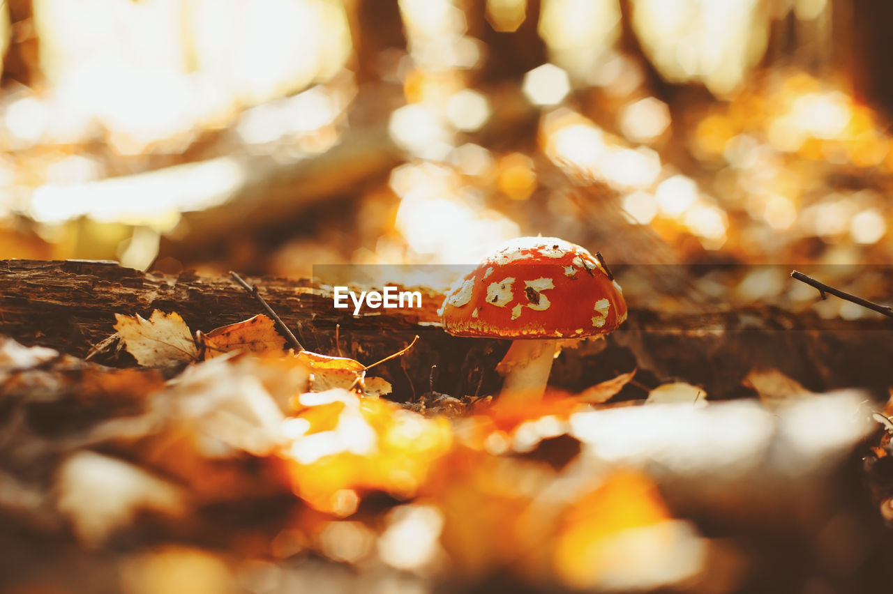 CLOSE-UP OF MUSHROOM GROWING ON GROUND