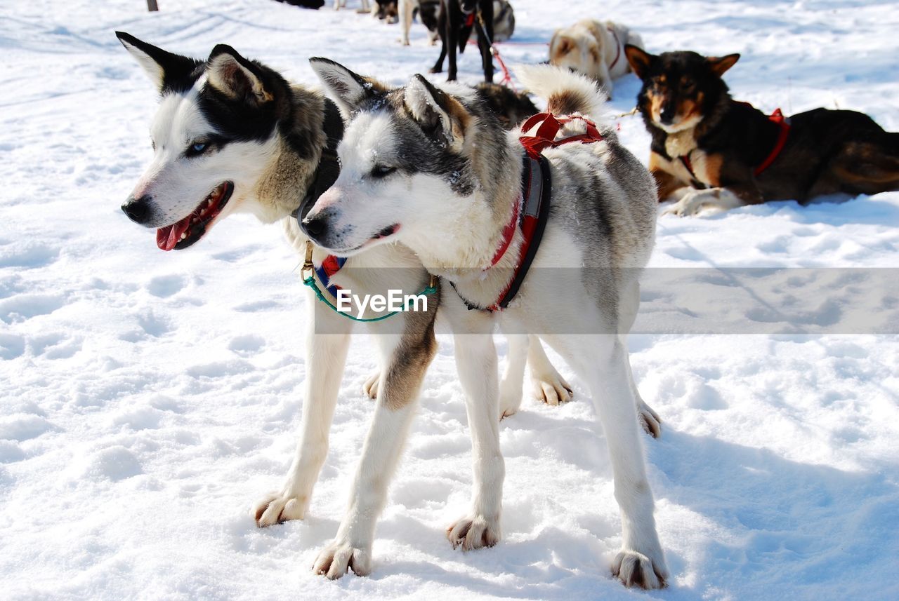 Sled dogs on snow covered field during winter