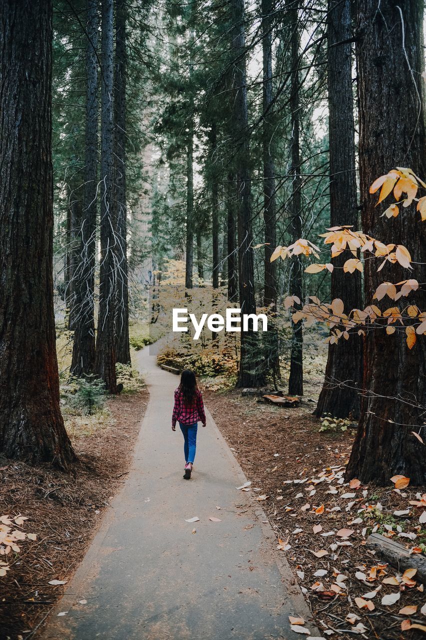 Rear view of woman walking on road amidst trees in forest