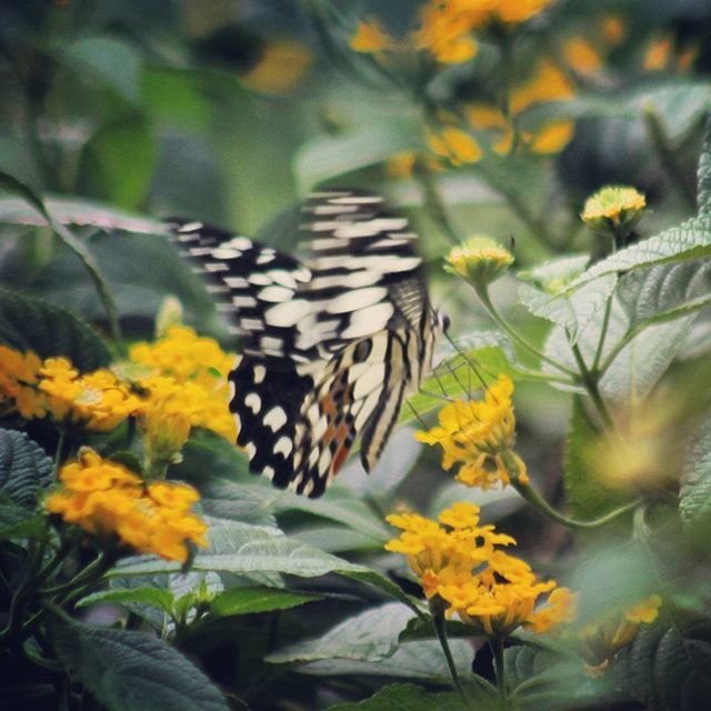 CLOSE-UP OF BUTTERFLY ON YELLOW FLOWER