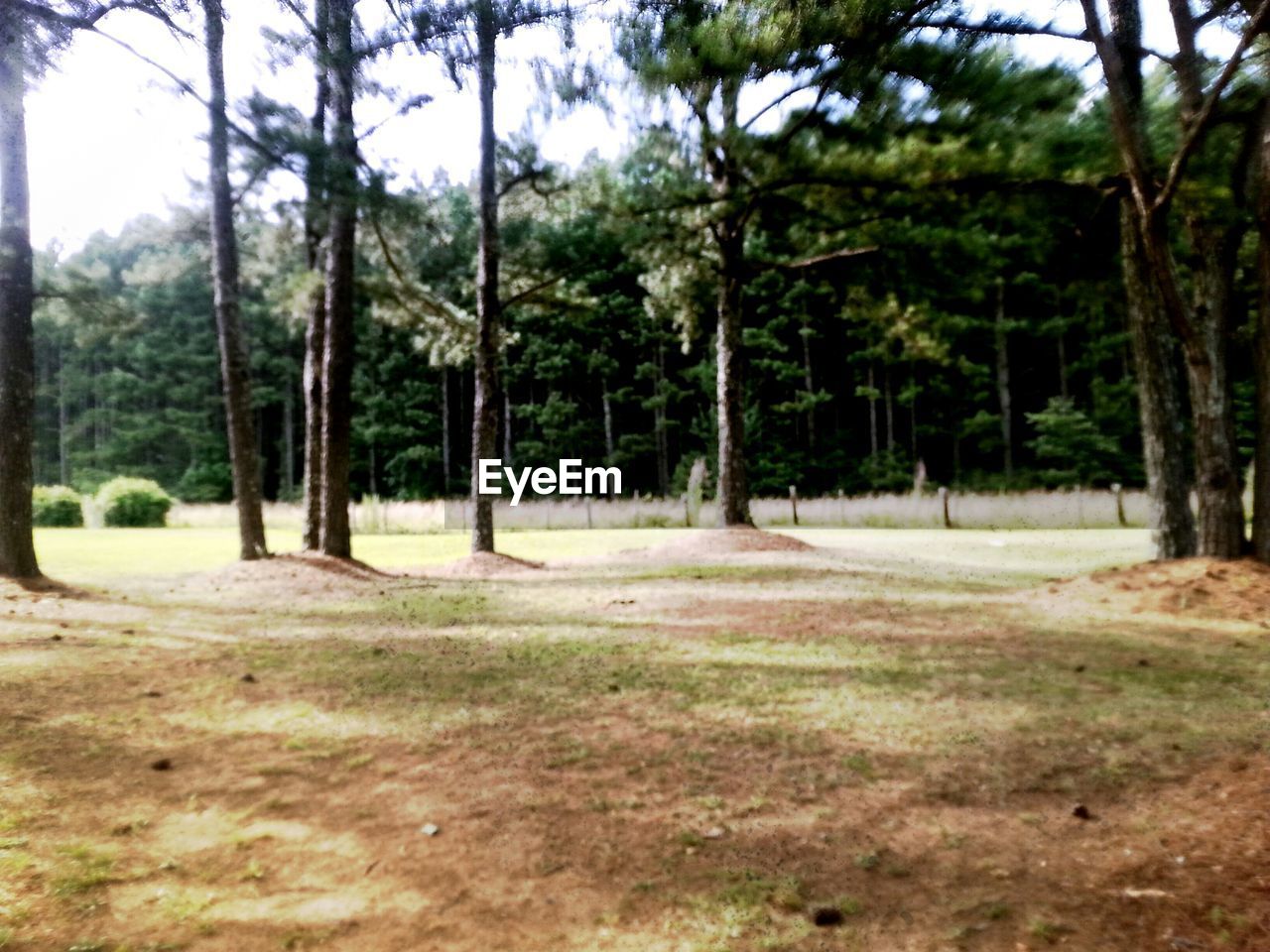 TREES ON LANDSCAPE