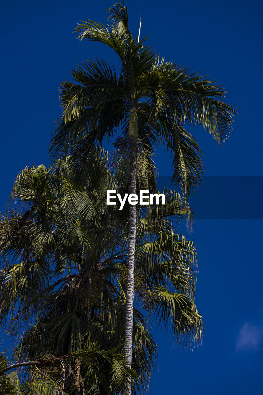 tree, palm tree, tropical climate, plant, sky, blue, nature, low angle view, tropical tree, no people, growth, beauty in nature, borassus flabellifer, leaf, clear sky, palm leaf, coconut palm tree, outdoors, tranquility, date palm tree, sunny, tree trunk, travel destinations, trunk, tropics, day, branch, flower