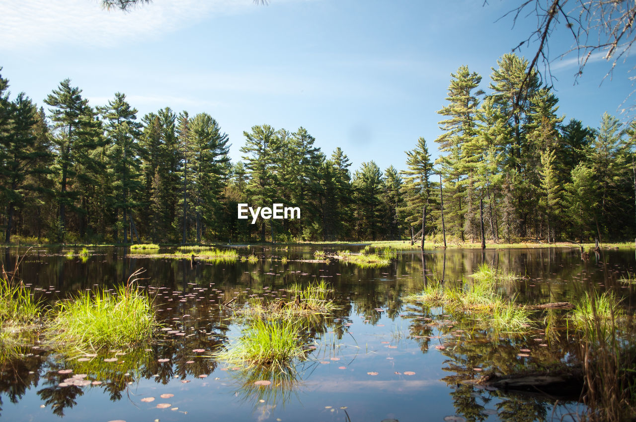 Scenic view of lake in forest against sky