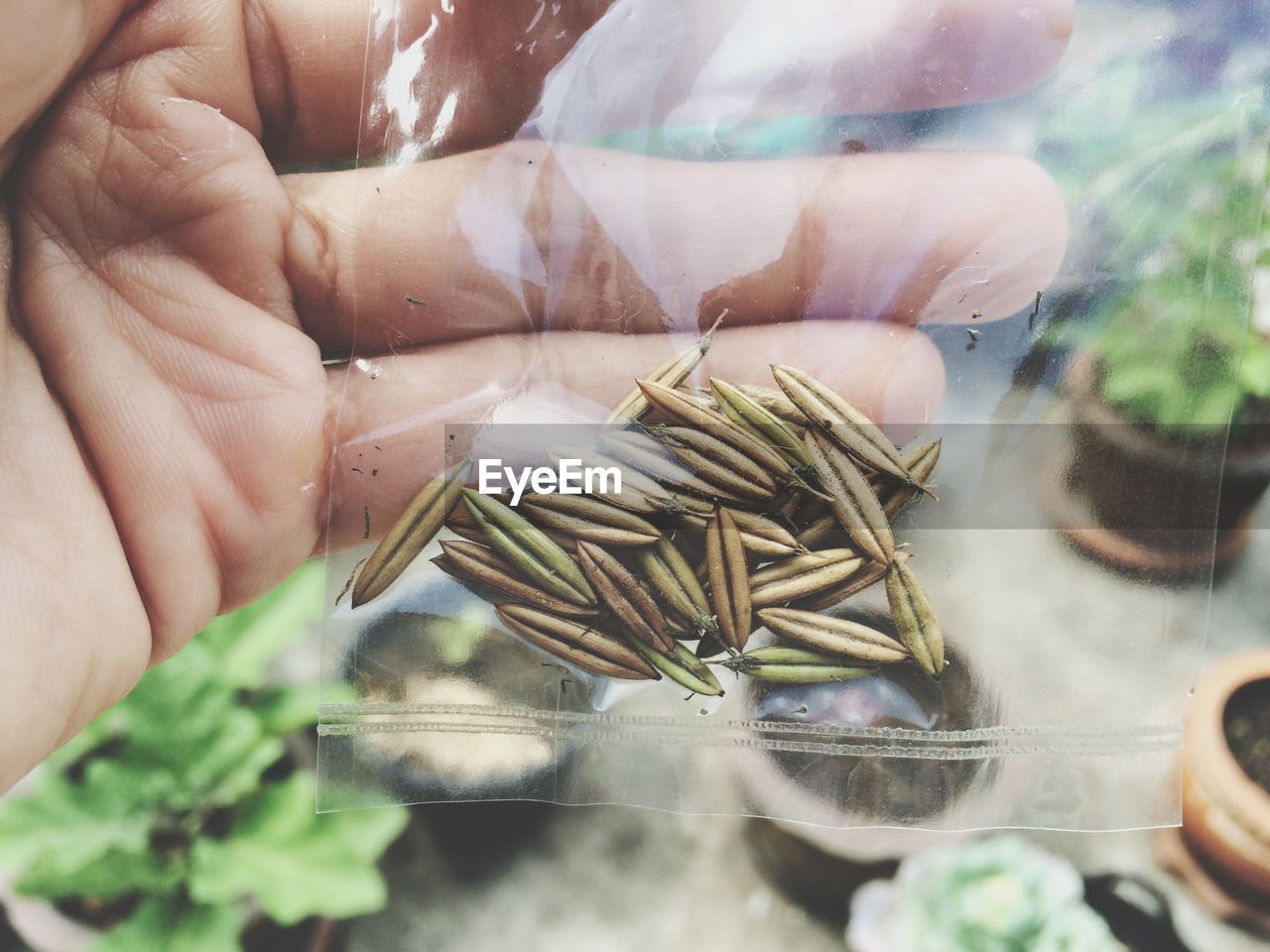 Cropped hand holding plastic with seeds