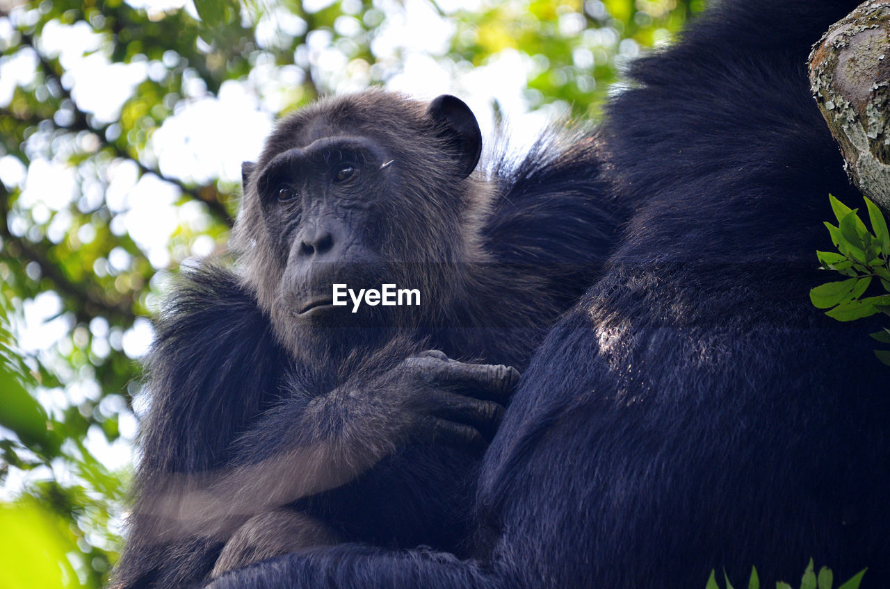 close-up of monkey looking away