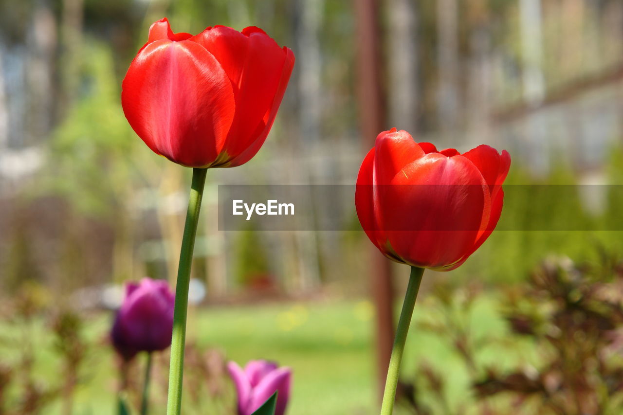 Close-up of red tulips in field