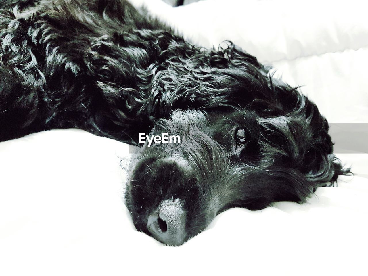 CLOSE-UP PORTRAIT OF DOG WITH MOUTH