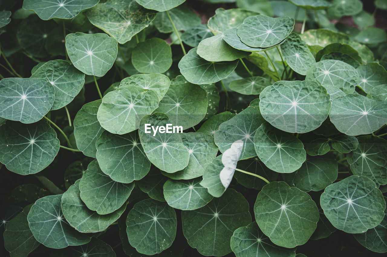 HIGH ANGLE VIEW OF WET PLANT LEAVES