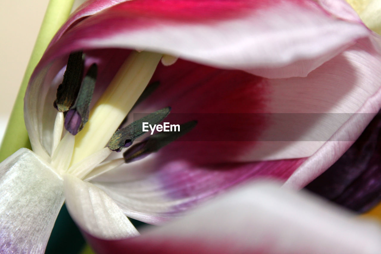 Macro shot of pink tulip