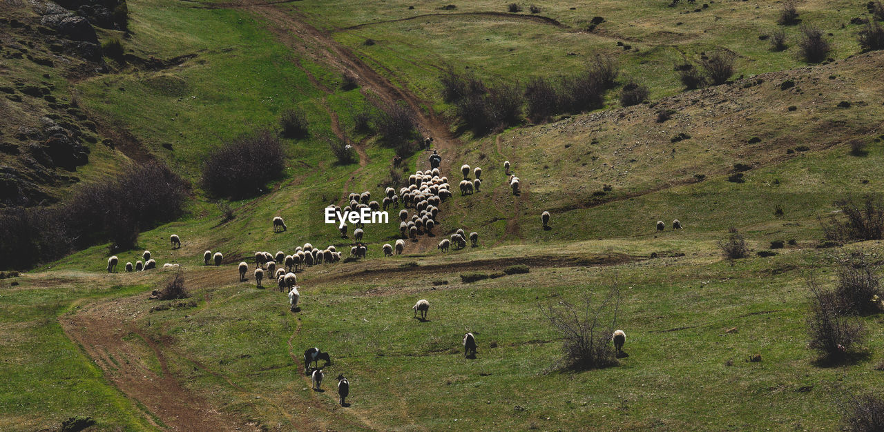 landscape, livestock, land, environment, field, plant, domestic animals, agriculture, mammal, animal, hill, animal themes, nature, group of animals, scenics - nature, rural area, highland, pet, pasture, beauty in nature, green, large group of animals, rural scene, plateau, valley, grazing, high angle view, grass, cattle, sheep, day, animal wildlife, plain, aerial photography, growth, tree, outdoors, mountain range, tranquility, tranquil scene, no people, wildlife, herd, flock of sheep, farm, travel, non-urban scene, tourism