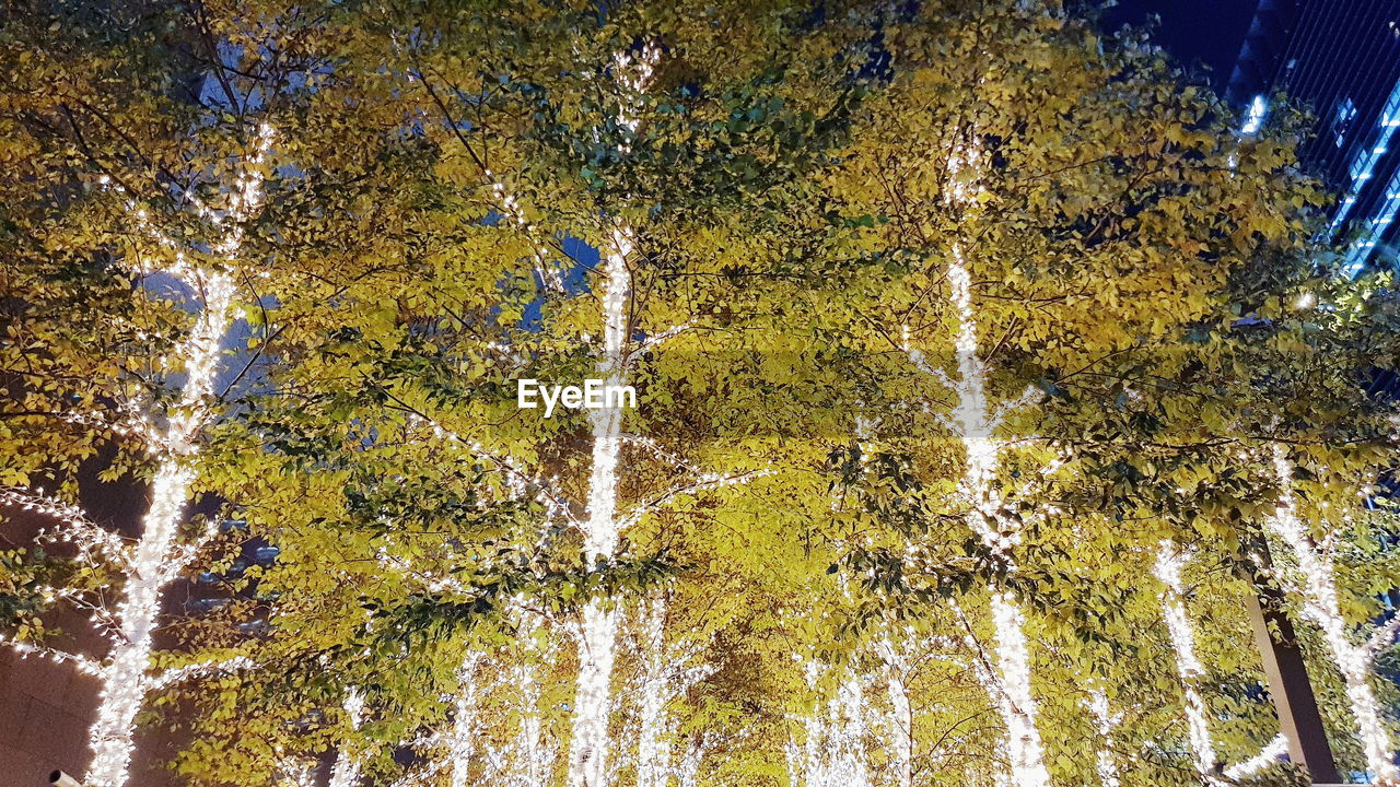 LOW ANGLE VIEW OF TREES IN FOREST AGAINST SKY