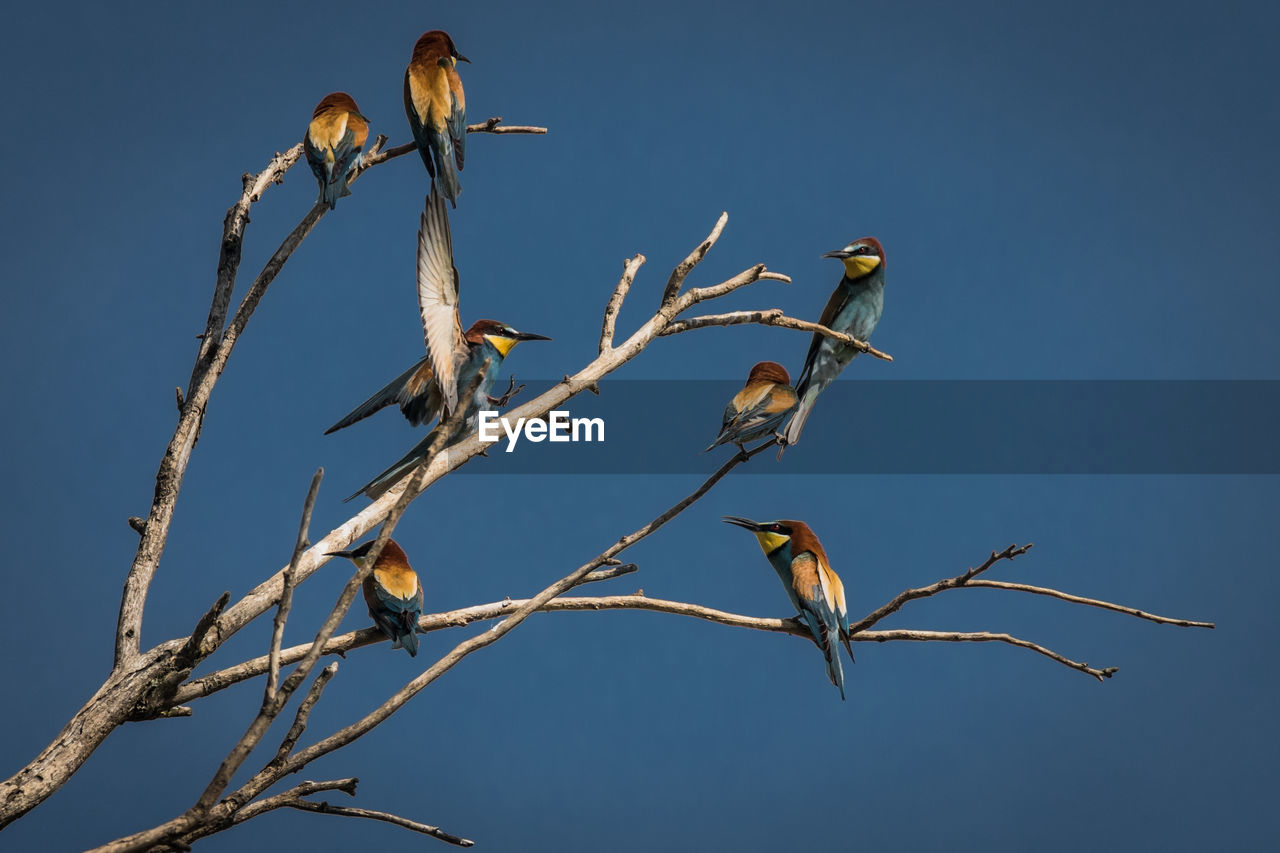 Low angle view of european bee-eaters perching on twig against clear sky
