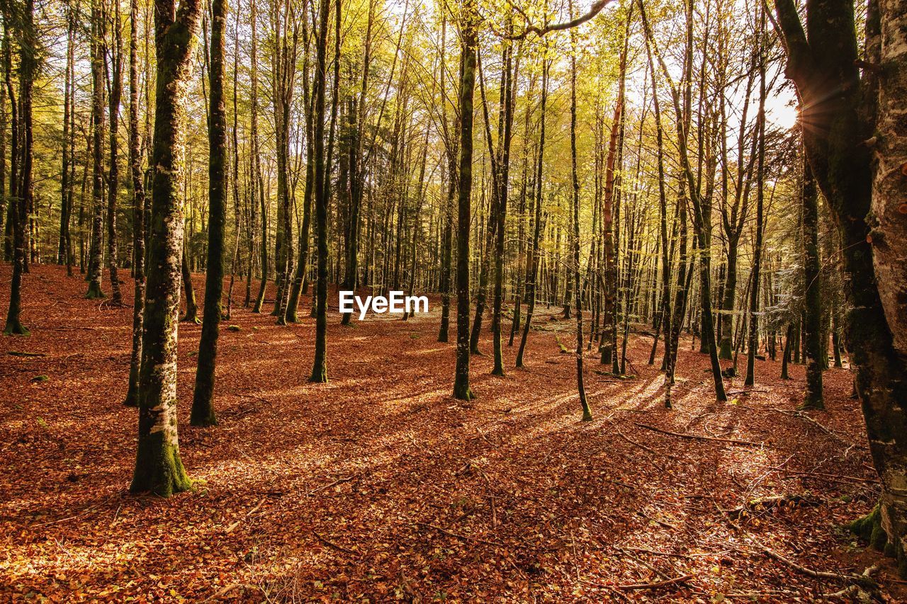 Trees in forest during autumn