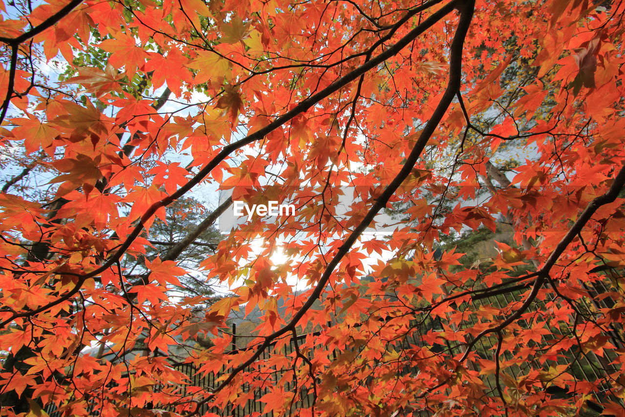 Low angle view of maple tree