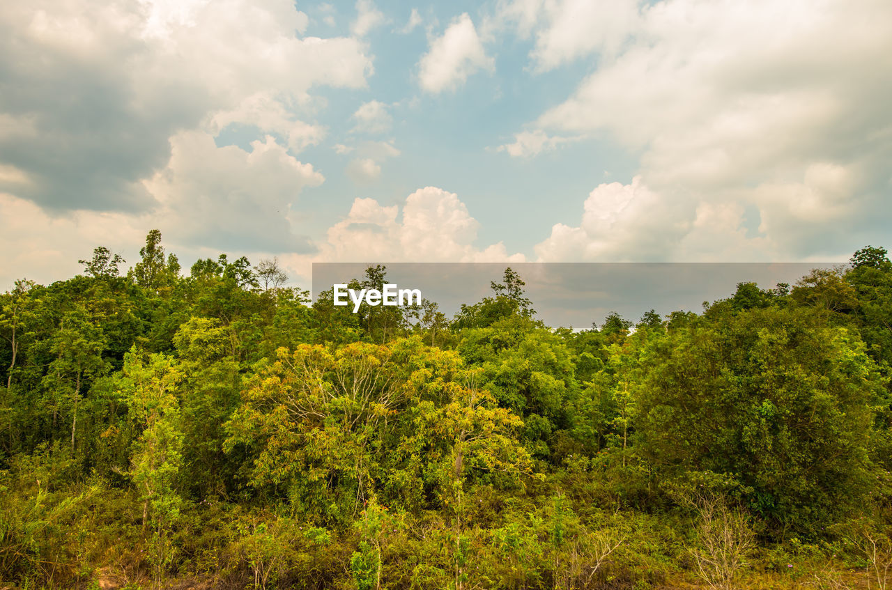 Scenic view of trees against sky