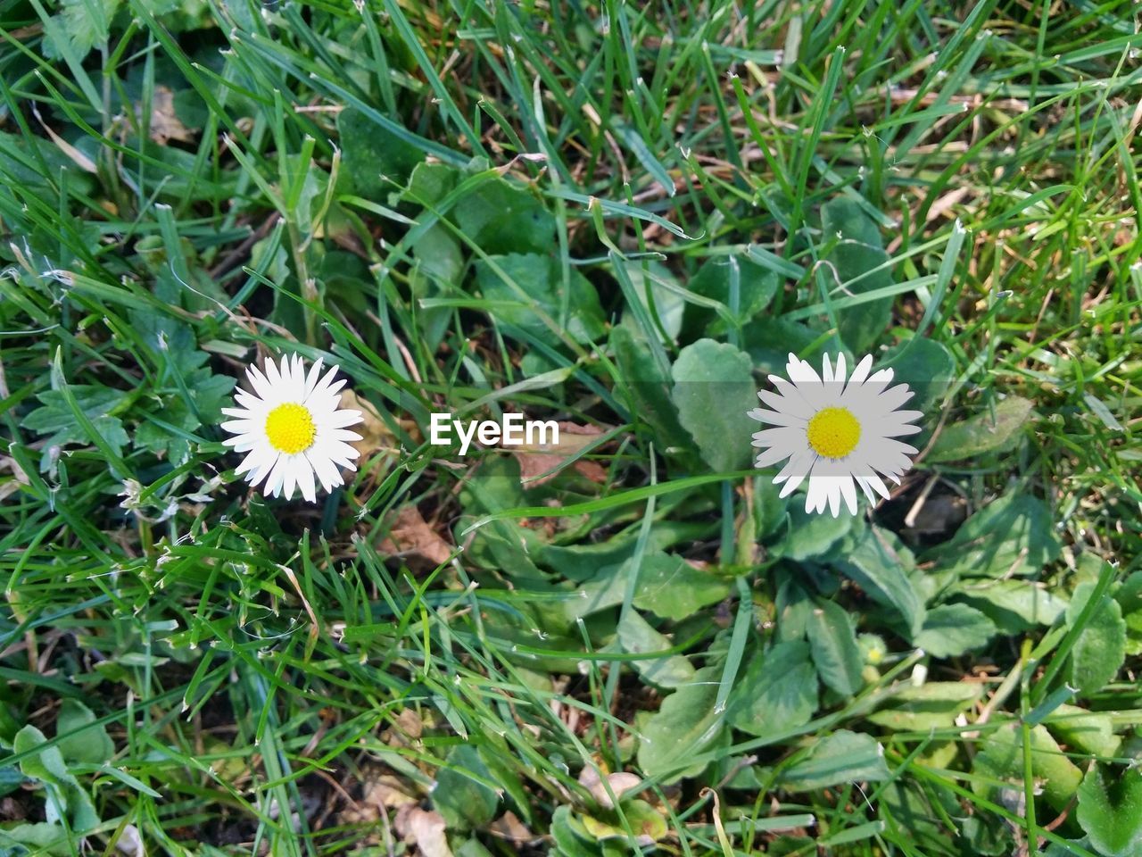 High angle view of white daisy flowers blooming amidst plants