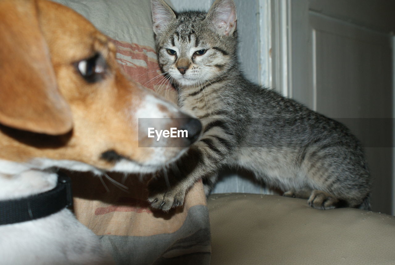 Close-up of dog and tabby on sofa