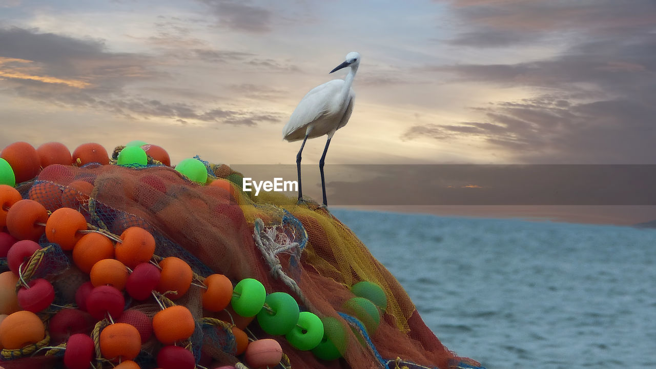 BIRDS ON SEA SHORE AGAINST SKY