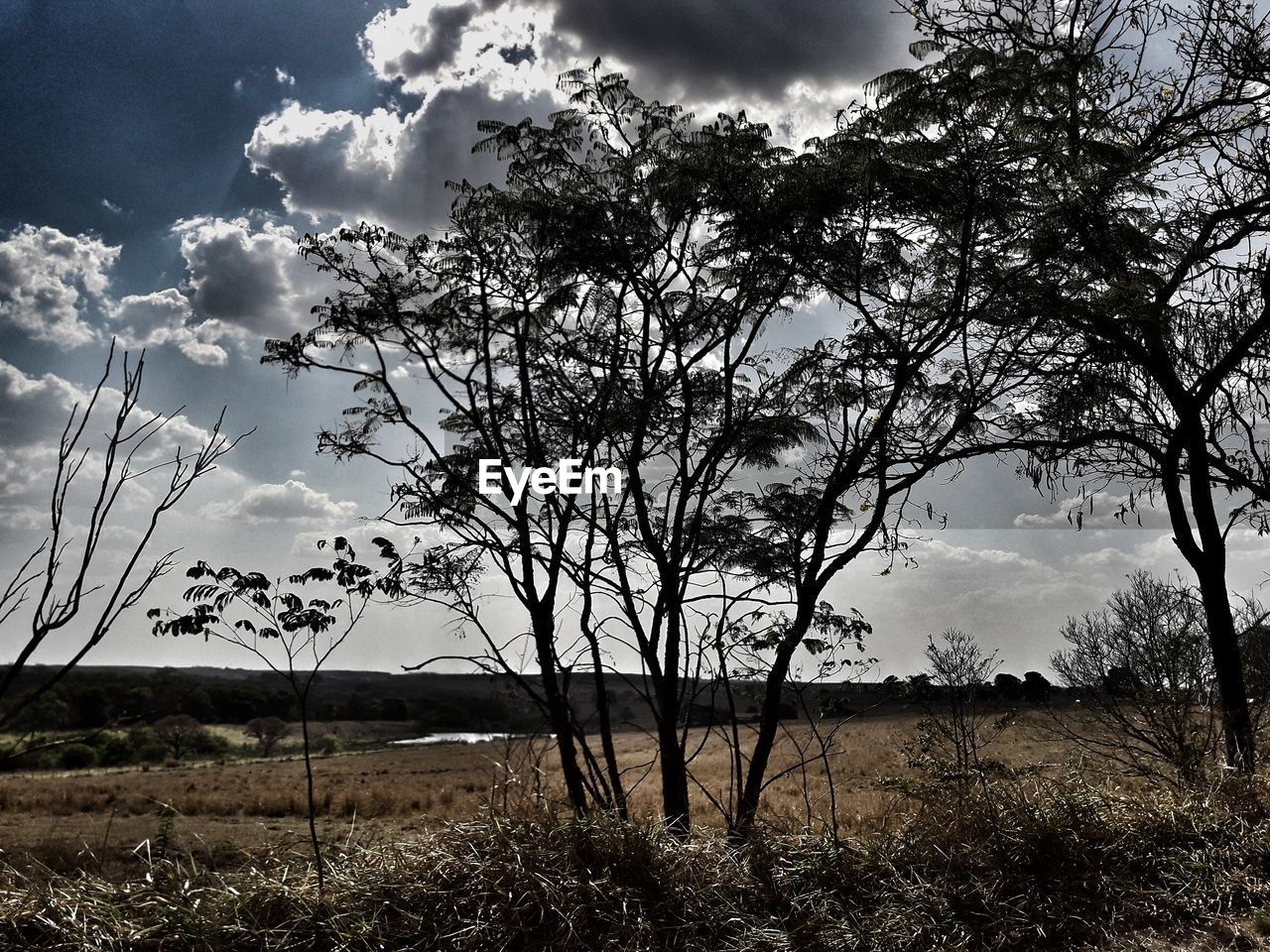 TREES IN FIELD AGAINST CLOUDY SKY