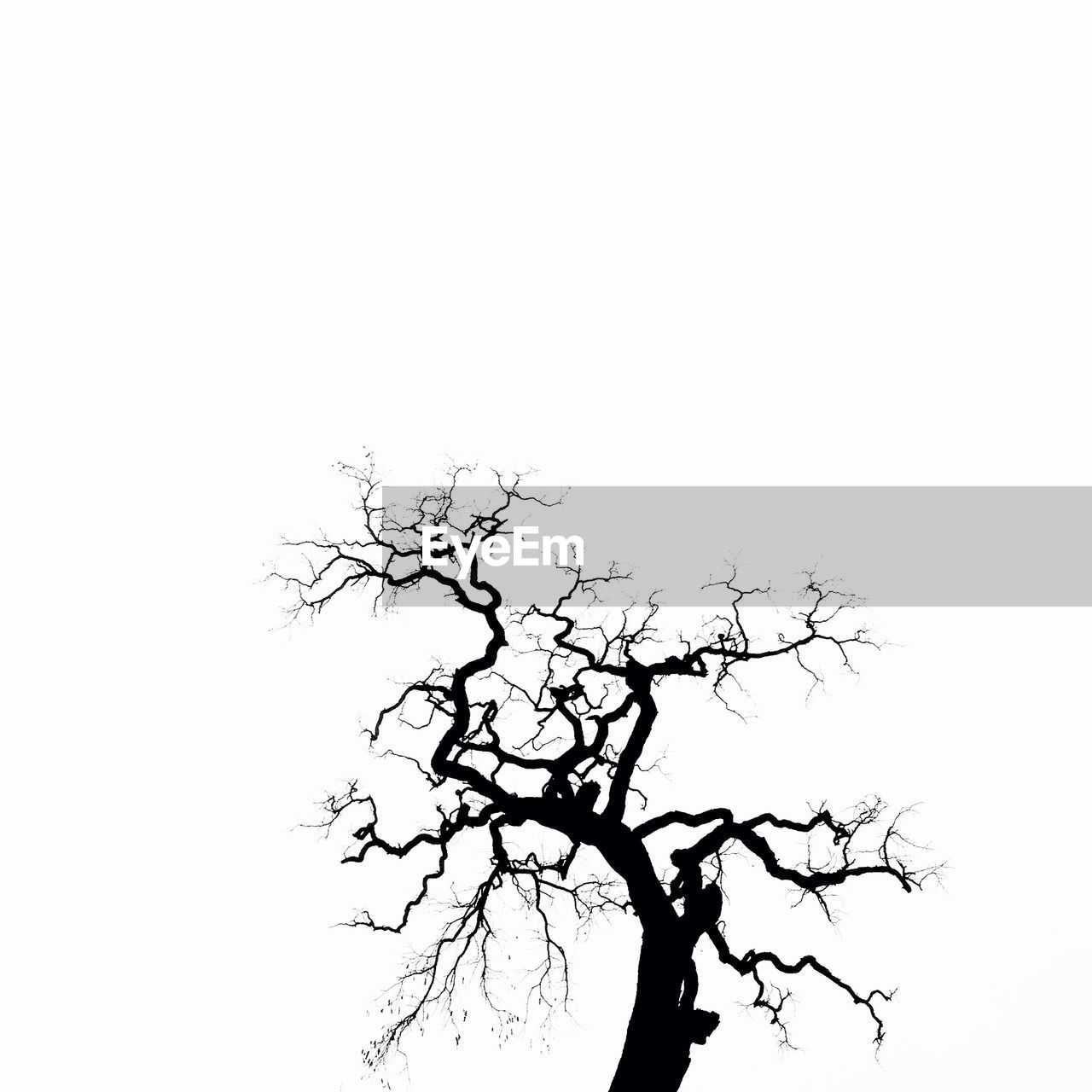 LOW ANGLE VIEW OF BARE TREES AGAINST SKY