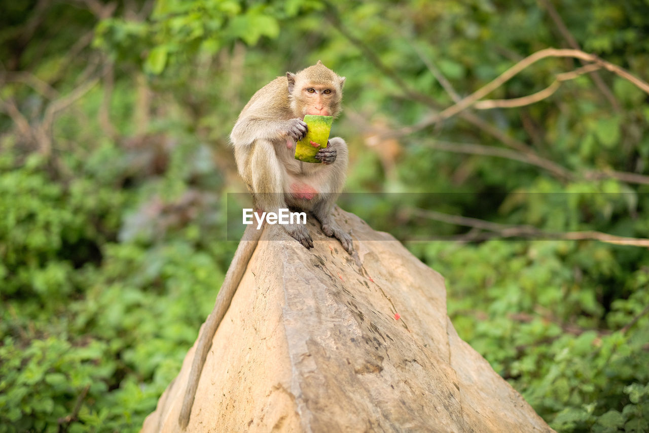 Monkey sitting on wood in forest