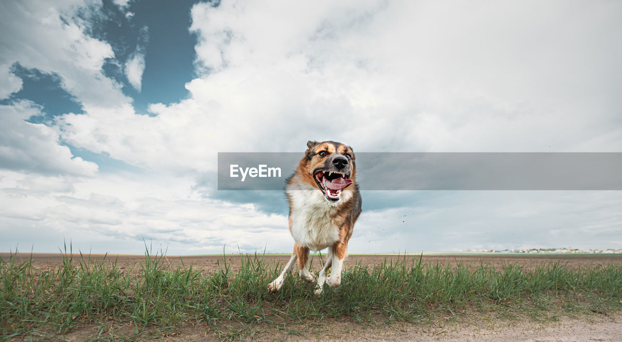 dog standing on grassy field against sky