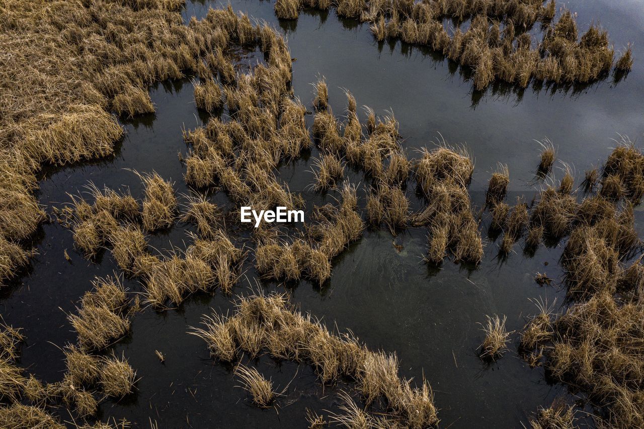 HIGH ANGLE VIEW OF TREES GROWING ON SHORE