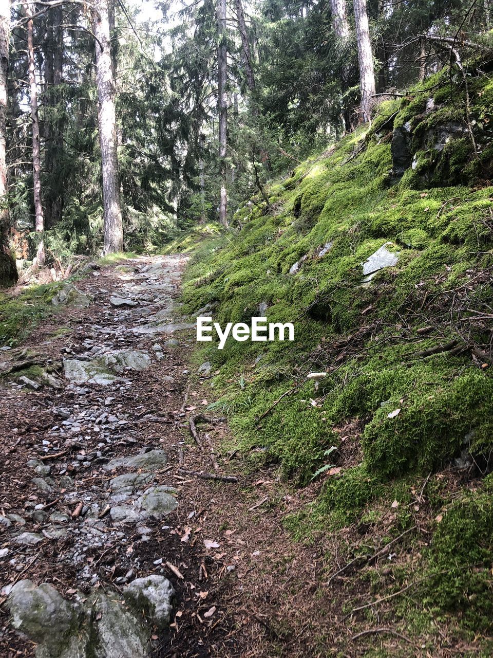 FOOTPATH AMIDST TREES AND PLANTS IN FOREST