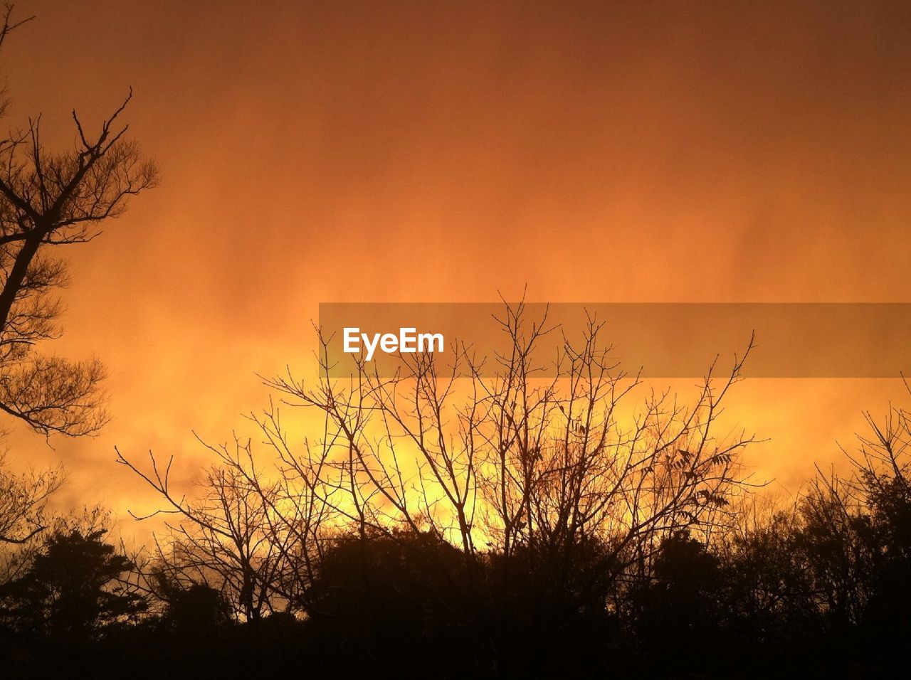 TREES AT SUNSET