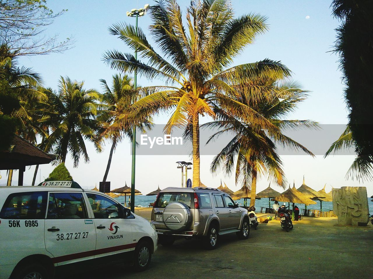 Cars on beach against palm trees