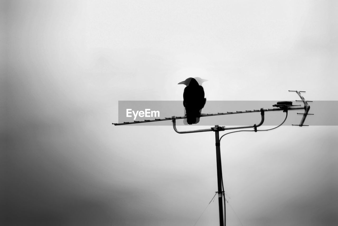 LOW ANGLE VIEW OF BIRD PERCHING ON POWER LINE