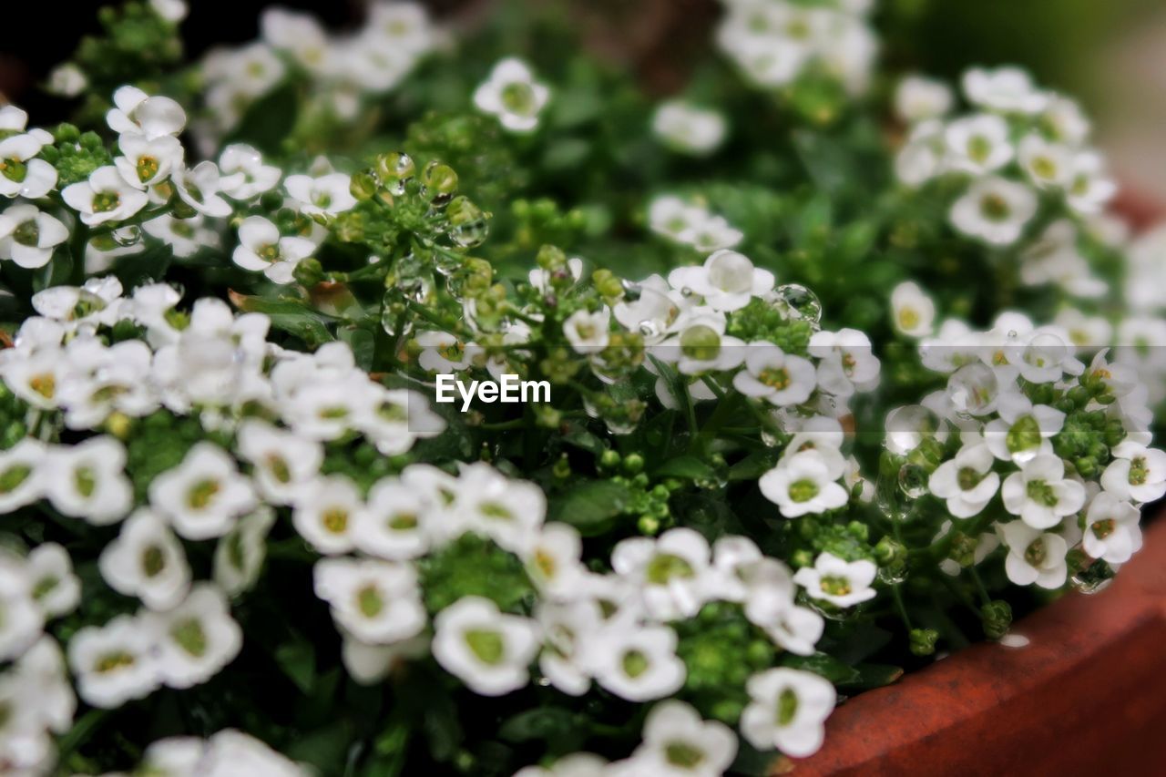 WHITE FLOWERS BLOOMING OUTDOORS