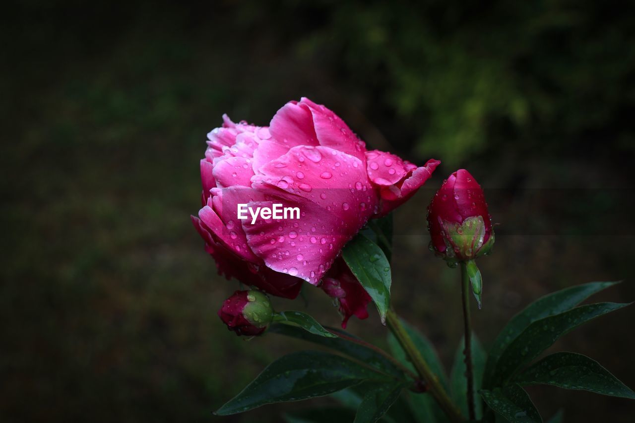 Close-up of wet pink rose