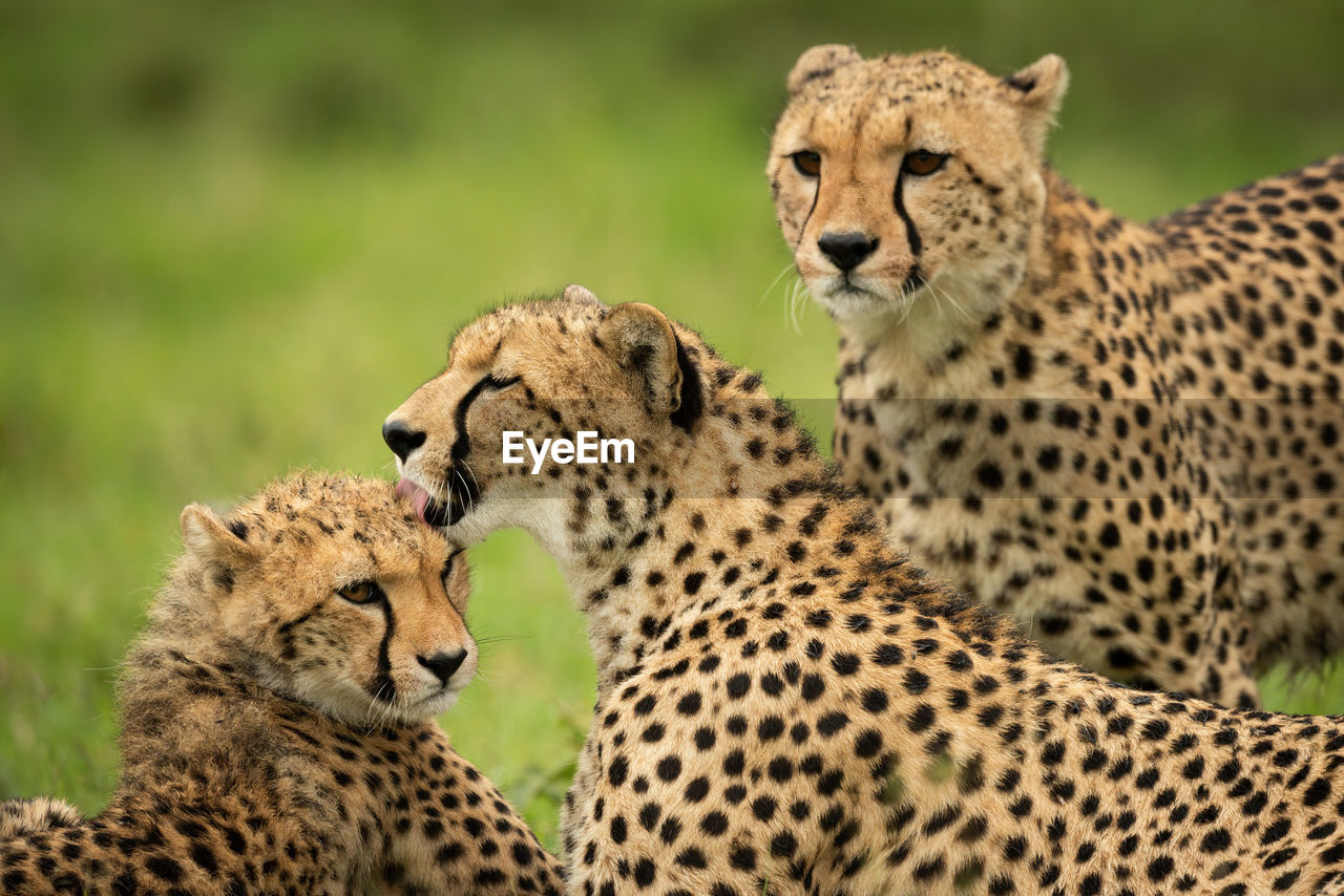 Close-up of cheetah watching mother cleaning cub