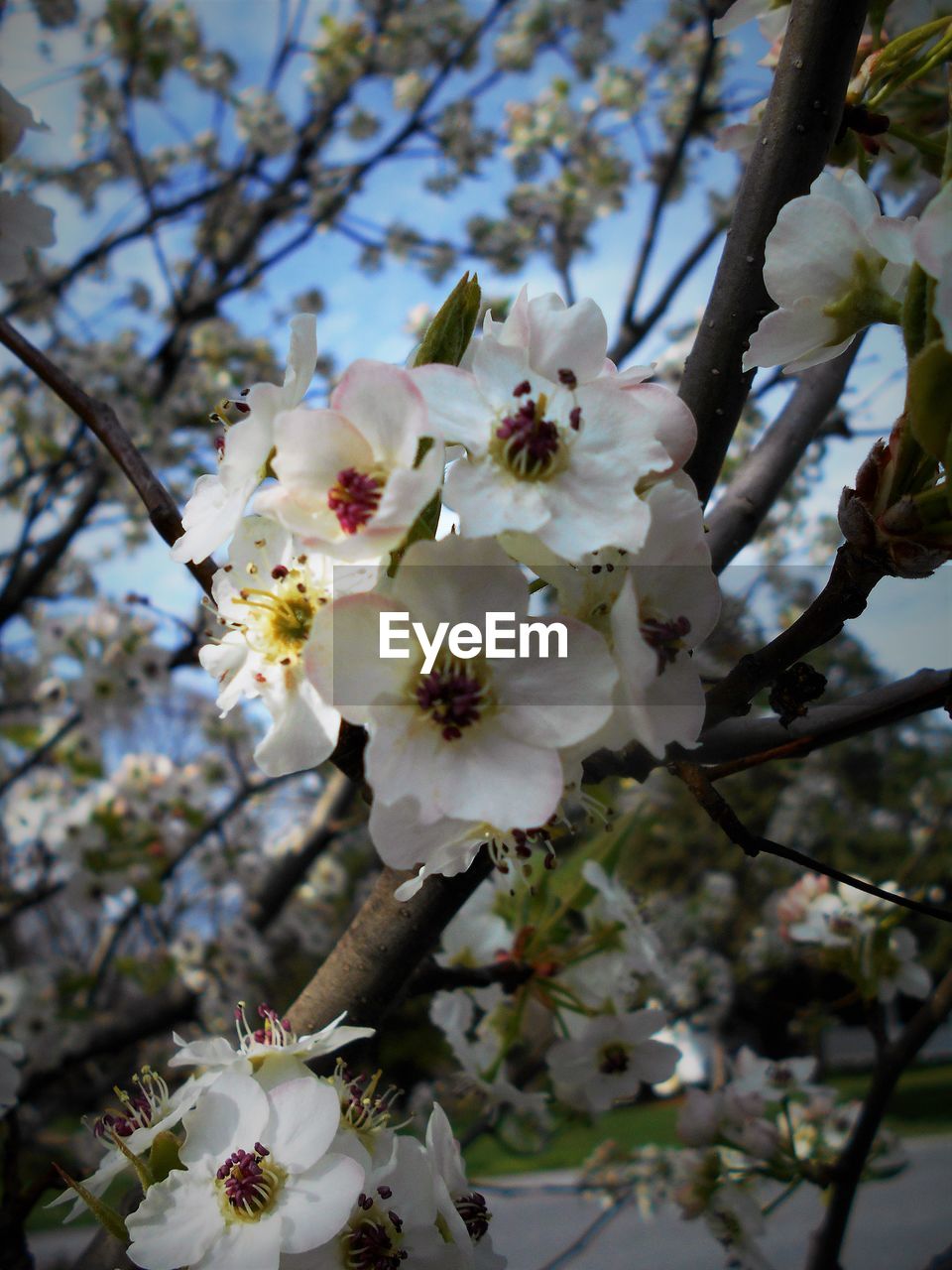 LOW ANGLE VIEW OF CHERRY BLOSSOMS IN SPRING