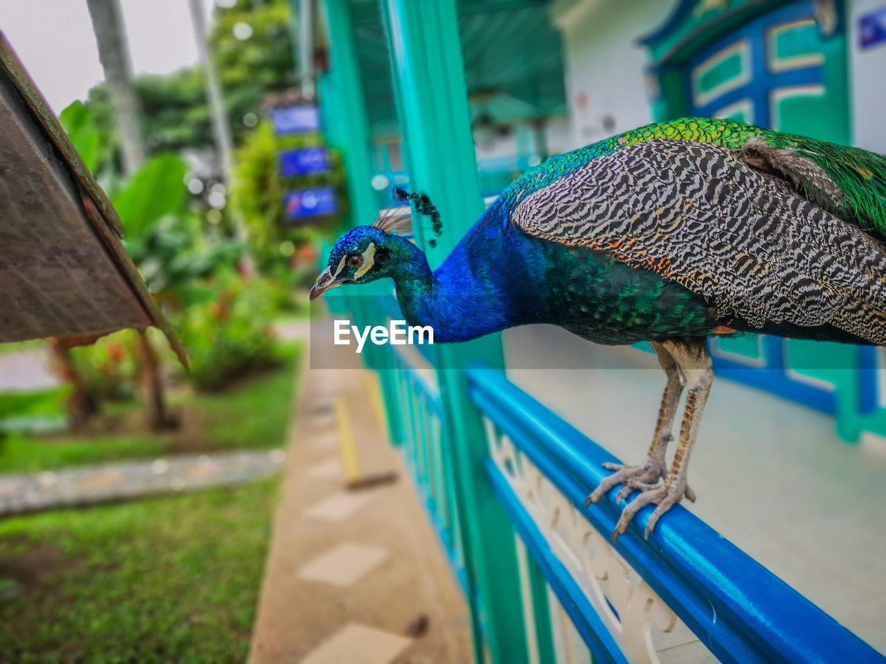 Close-up of a peacock