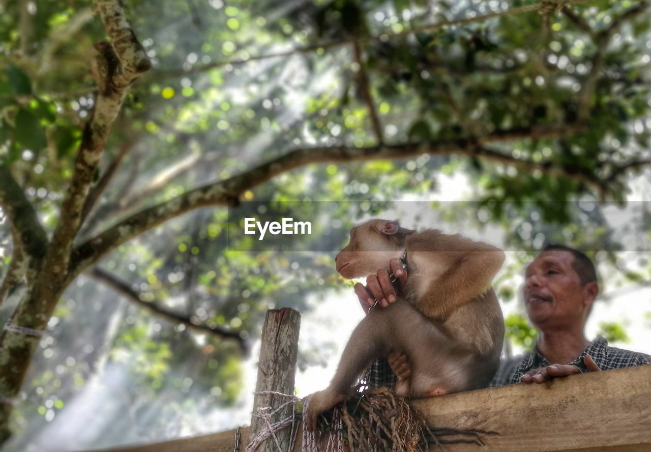 LOW ANGLE VIEW OF MONKEY SITTING ON BRANCH AGAINST TREES