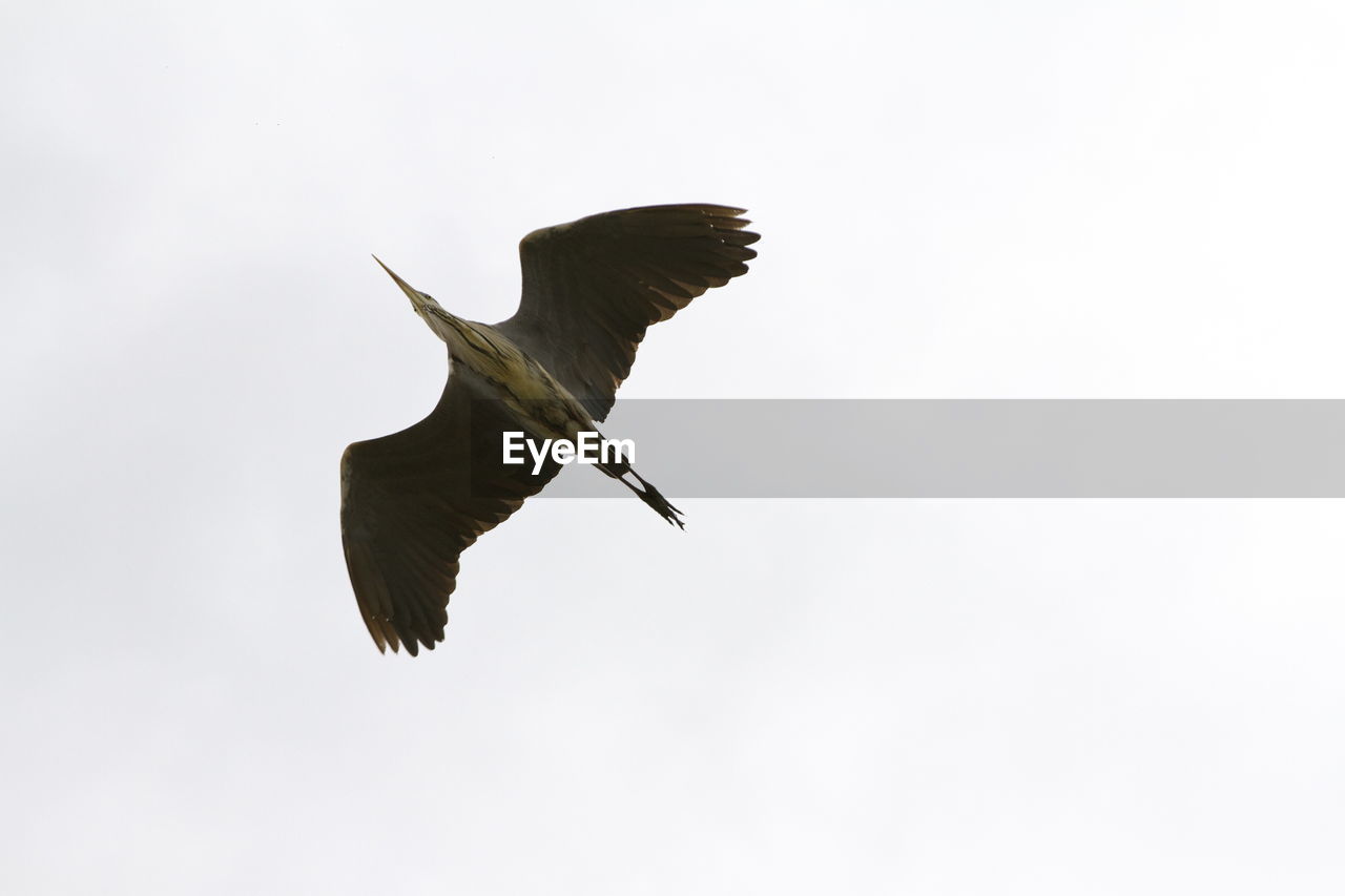 Low angle view of bird flying against clear sky