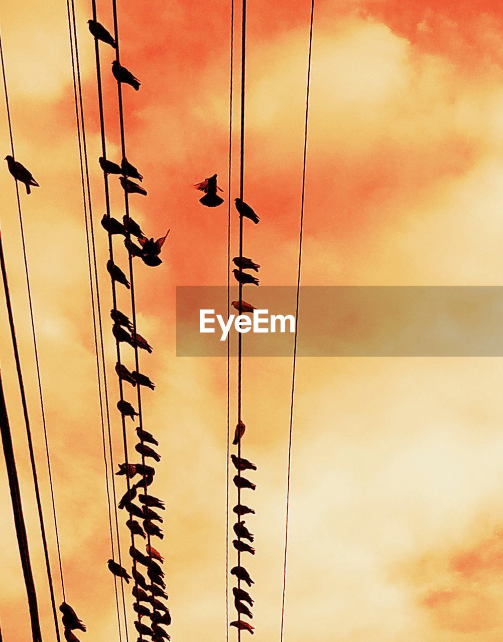 LOW ANGLE VIEW OF SILHOUETTE BIRDS AGAINST SKY DURING SUNSET