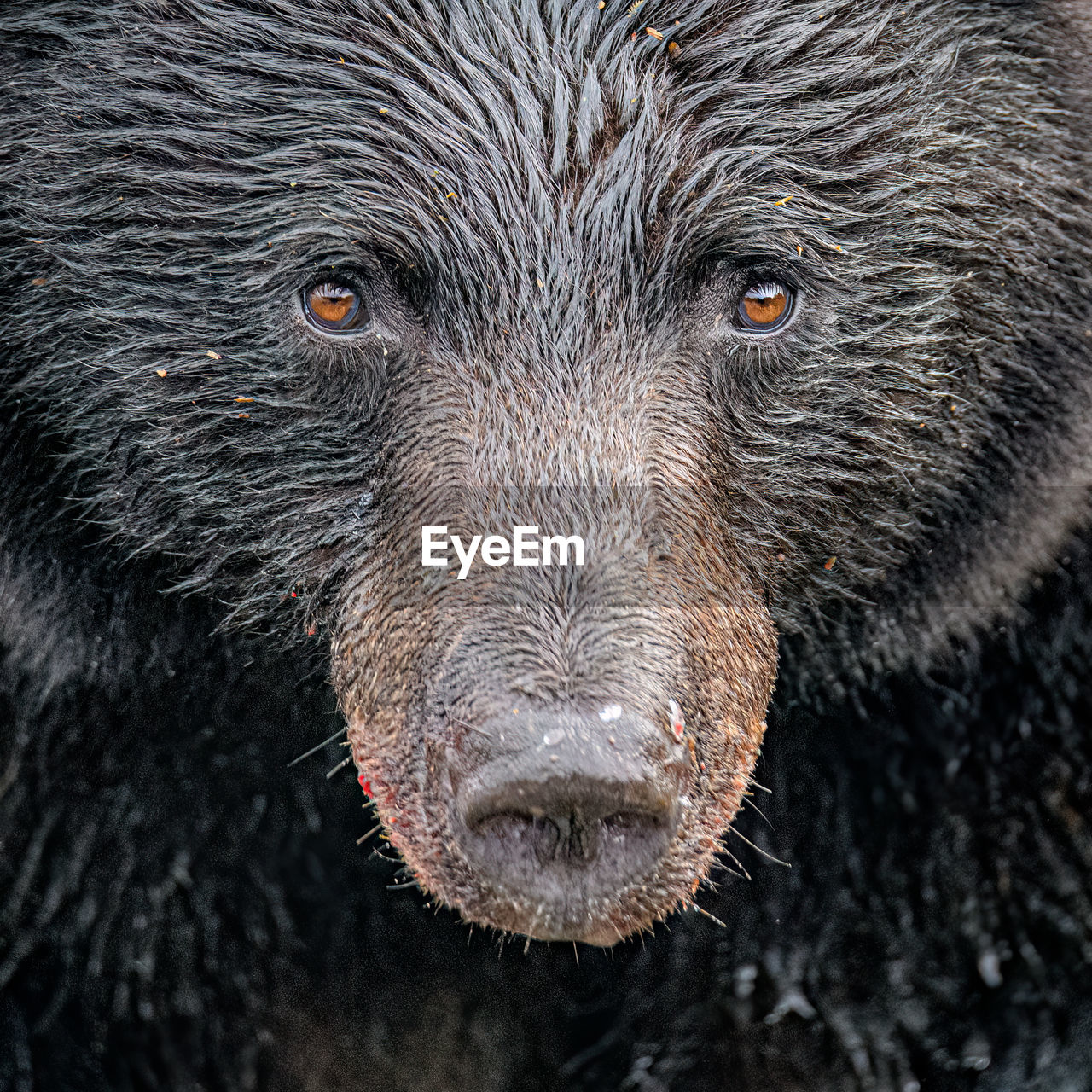 animal, animal themes, one animal, mammal, grizzly bear, animal wildlife, bear, wildlife, brown bear, animal body part, portrait, close-up, no people, animal head, looking at camera, nature, outdoors, snout, black, carnivore