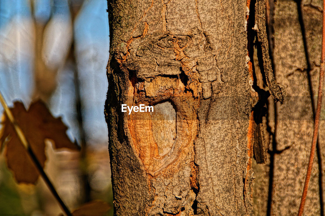 Close-up of tree trunk