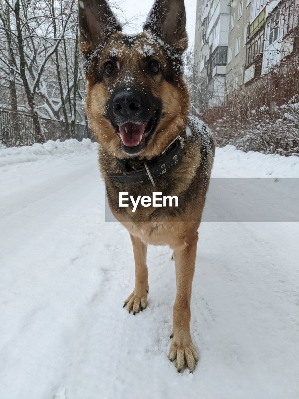 portrait of dogs on snow covered field