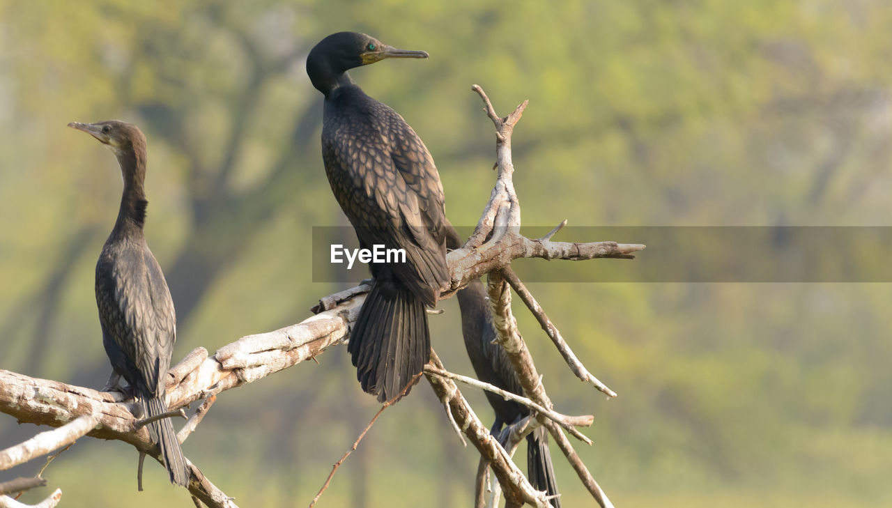 CLOSE-UP OF BIRD PERCHING ON BRANCH