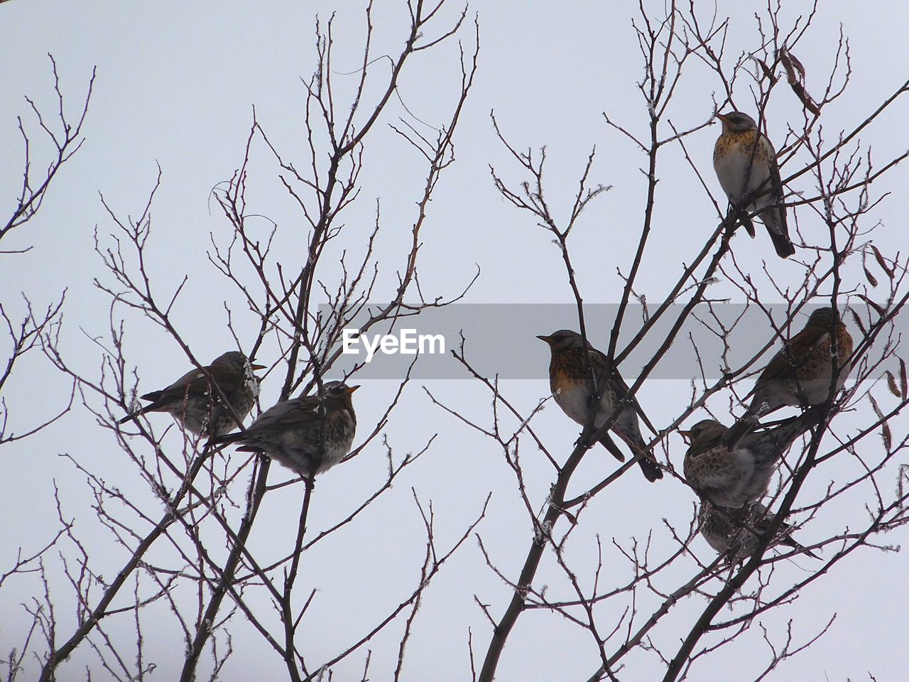 LOW ANGLE VIEW OF BIRD PERCHING ON TREE BRANCH