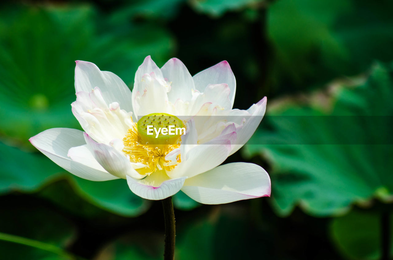 CLOSE-UP OF LOTUS WATER LILY IN GARDEN