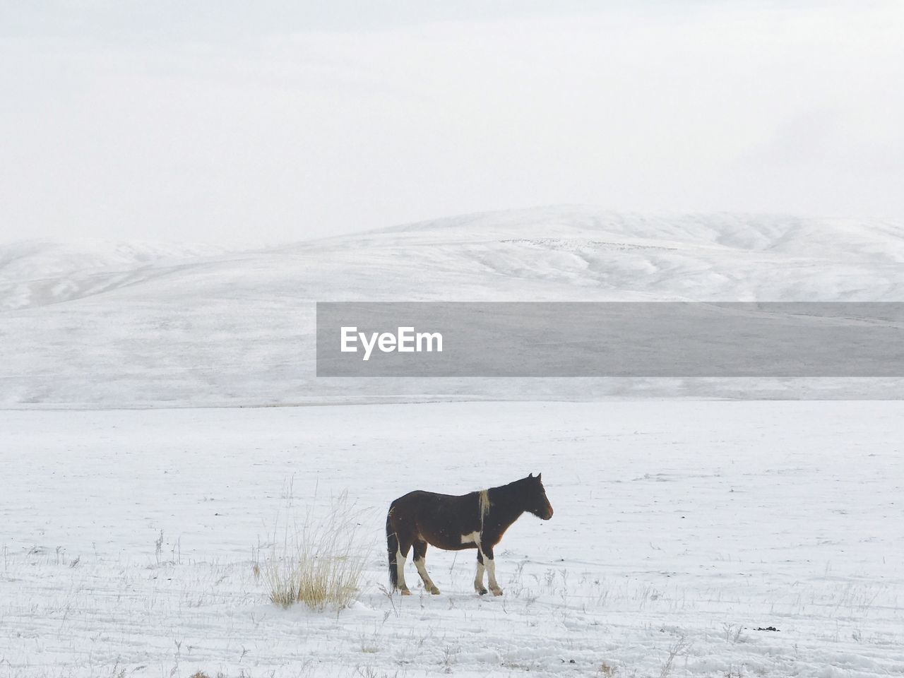 Horse standing on snow covered field against sky