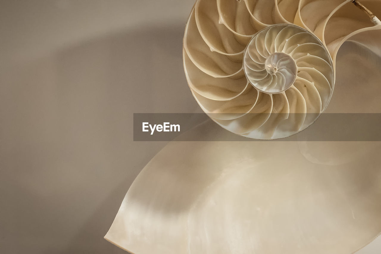 Directly below shot of seashell decoration hanging on white ceiling
